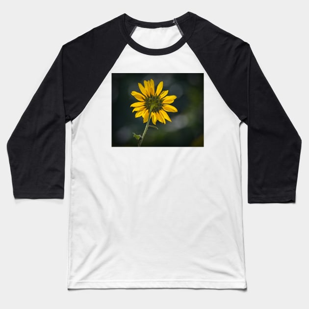 Sunny Sunflower Following the Sun Baseball T-Shirt by Debra Martz